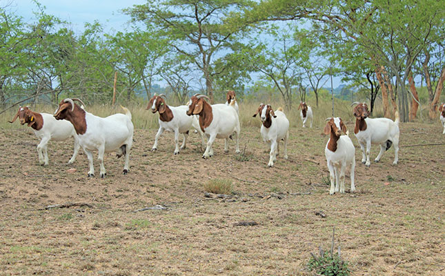 High demand for Boer goat meat brings opportunity