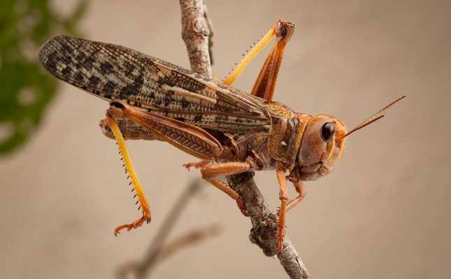 Brown locust outbreaks threaten Southern Africa