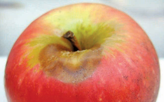 Controlling fungus on Cripps Pink apples