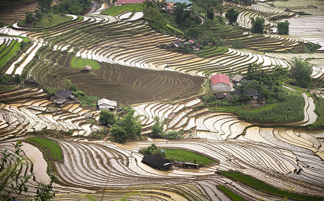 Vietnamese shrimp fortunes have fallout for the environment