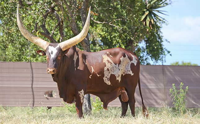 Bright future for Ankoles as bull nets R3 million at auction