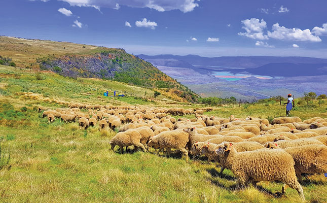 Productive ewes: the bedrock of the Jordaan Merino stud