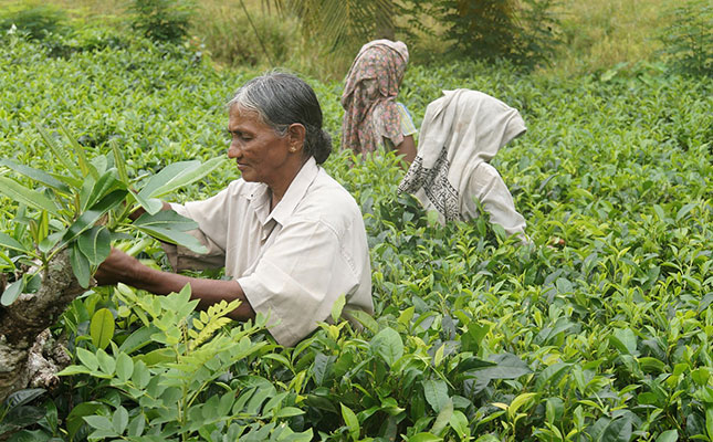 Tea: celebrating the world’s second most-consumed drink