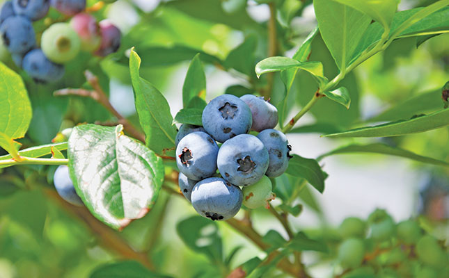 SA’s blueberry exports set to increase 58% this season