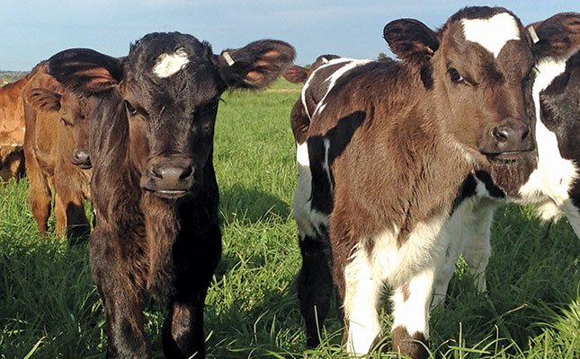 Calf health: the foundation of a productive cattle herd