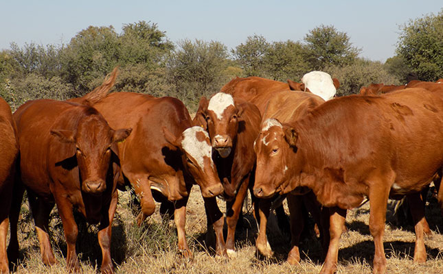 Botswana bans livestock imports from SA due to FMD outbreak