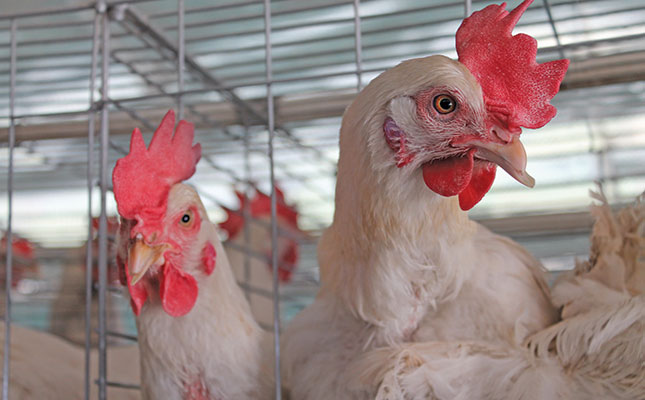 Sixth avian influenza outbreak in South Africa raises alarm