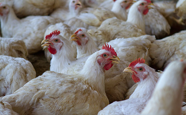 Western Cape poultry farmers brace for more bird flu cases