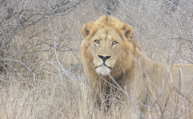 Ban on captive lion breeding could backfire – expert Ban on captive lion breeding could backfire – expert