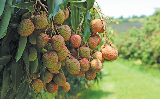 Careful management pays off for litchi grower