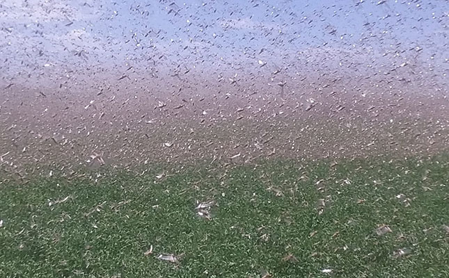 SA locust outbreaks ‘a frightful scene’ SA locust outbreaks ‘a frightful scene’