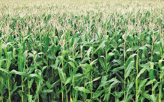 Aerial application of glyphosate on maize illegal