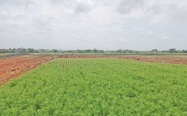 Vegan demand presents new opportunities for marginal sugar farmers Vegan demand presents new opportunities for marginal sugar farmers