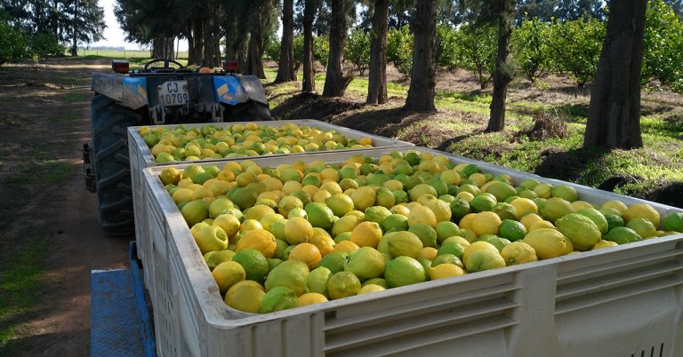 Global container shortages eroding citrus exporters’ profits