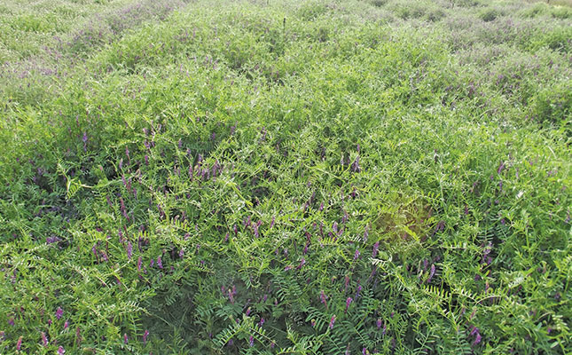 Using cover crop mulch