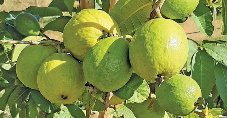 More lucrative markets needed for SA guavas