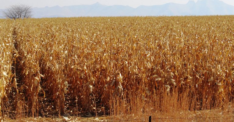 South Africa’s 2021 maize harvest nears halfway mark