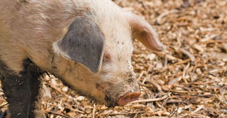 Thorn tree leaves: a nutritious grain substitute in pig feed
