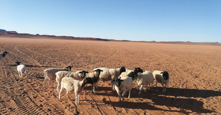 Managing a sheep flock before, during and after drought