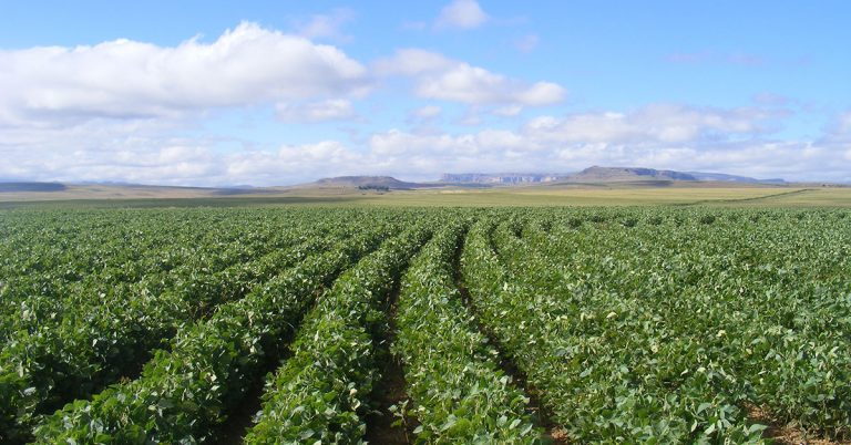 SA on track to harvest record soya bean crop