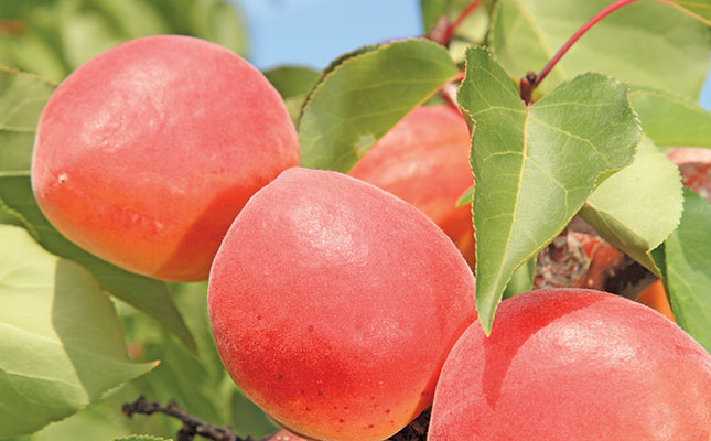 Carmingo apricots breathe new life into Koo Valley