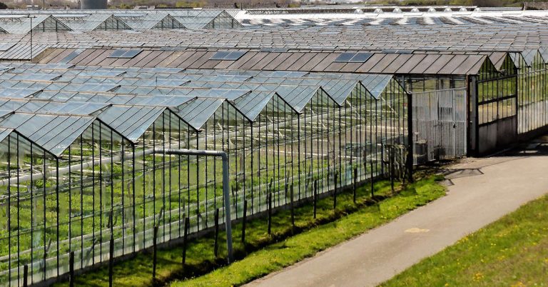 High-tech greenhouse boom in China following COVID-19