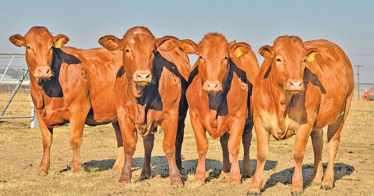 Boost productivity with heifers