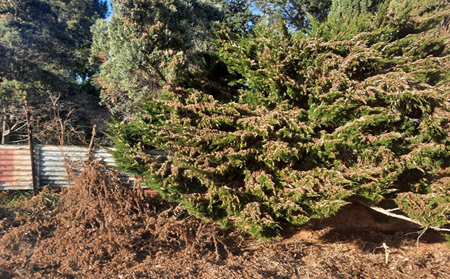 Cold weather helps contain Free State locust outbreak Cold weather helps contain Free State locust outbreak