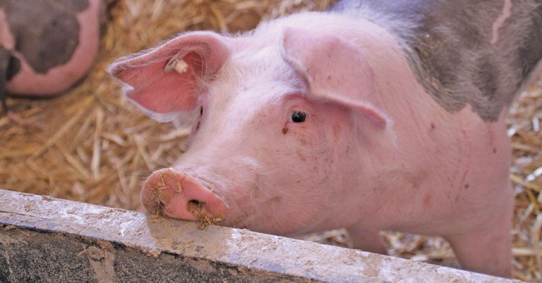 Tackling a widespread pig zoonosis