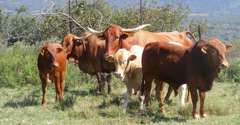 Foot-and-mouth disease outbreak in KZN contained