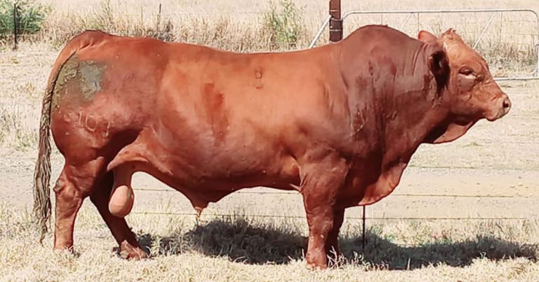 Beefmaster bull sold for SA record of R1,1 million