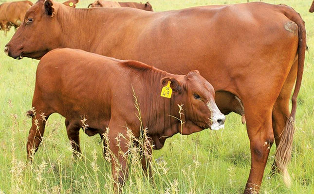 Tuberculosis in cattle