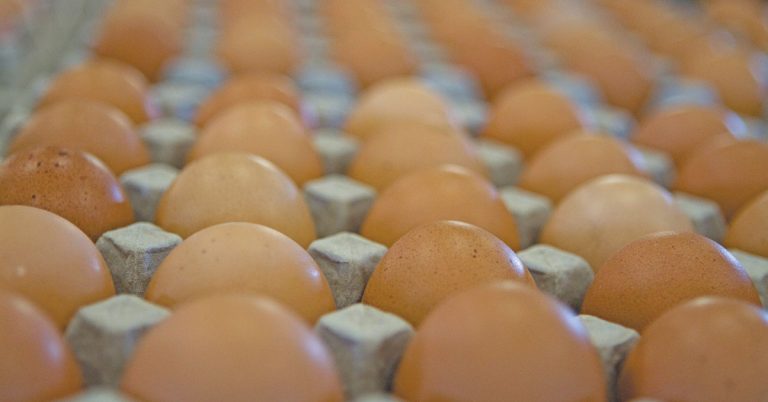 KZN small-scale farmers set to benefit from new egg hub