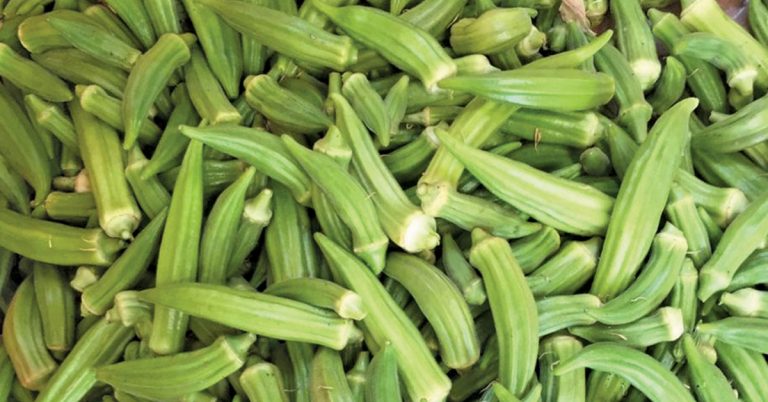 Limpopo farmer gives indigenous okra a boost
