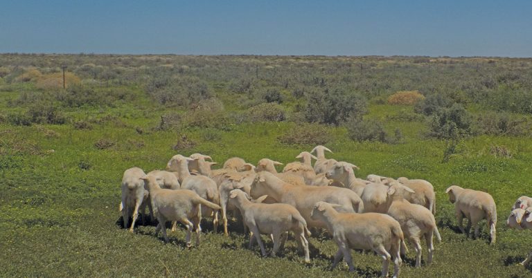 Northern Cape sheep farmer’s lessons from the drought