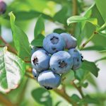 Mushy blueberries could sink the industry