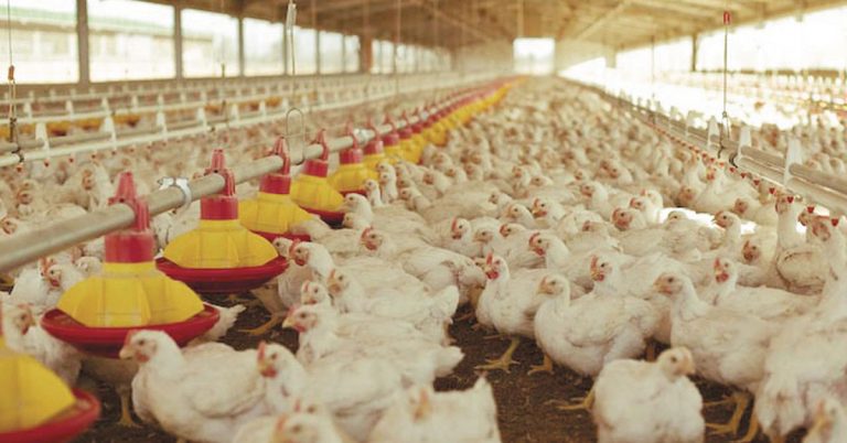 Two million chickens stolen from farms during looting