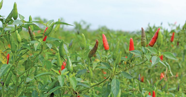 Chilli producer achieves success with bio-farming