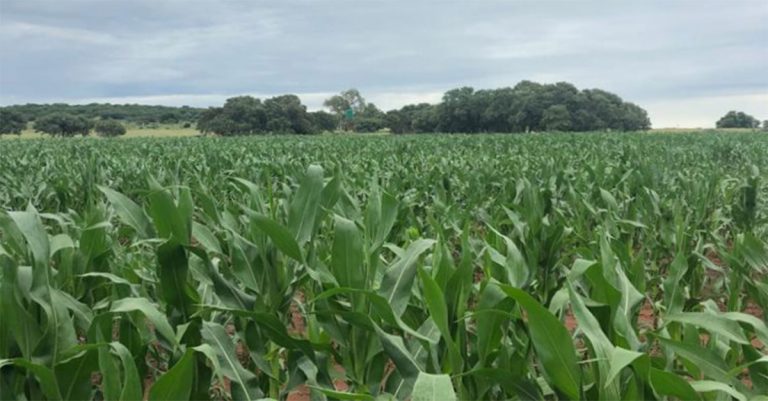 Striving for optimal maize yields