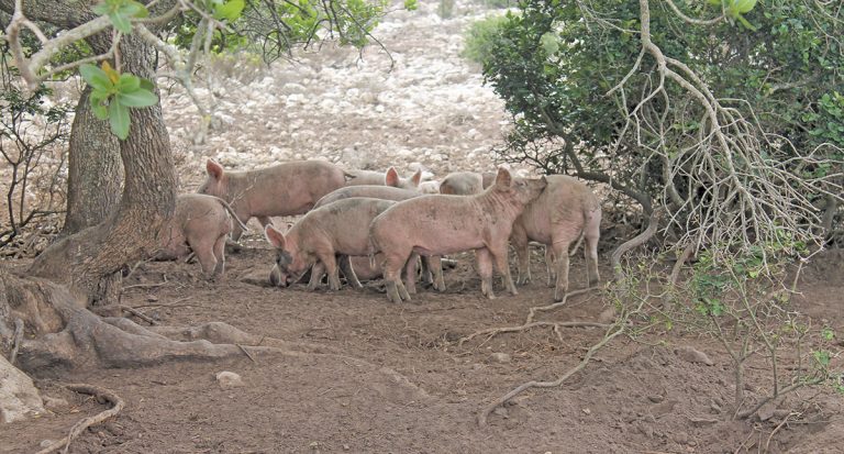 Free-range pigs: lessons learnt on the way to commercial success