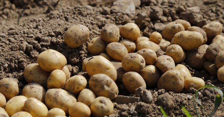 Expiration of anti-dumping tariffs a risk for SA potatoes