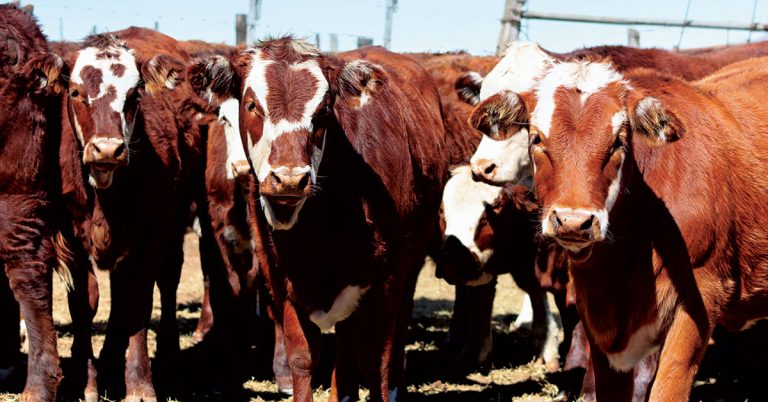 Backgrounding beef animals for higher profit