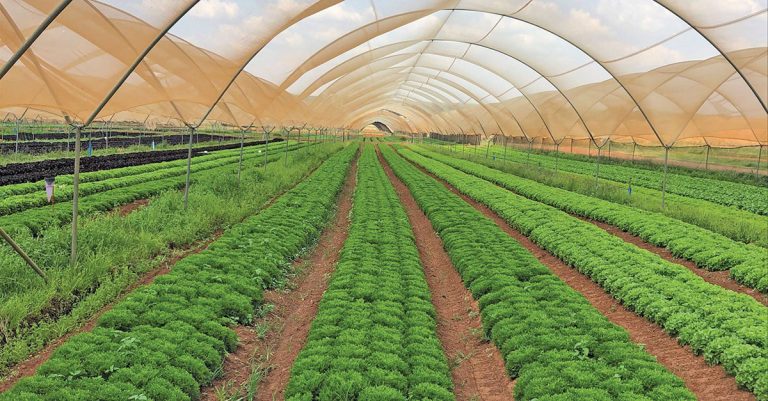 Lettuce: Meet the salad kings of SA