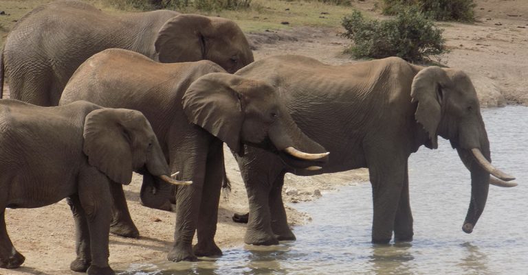Sharp rise in elephant numbers a threat to farms in Namibia