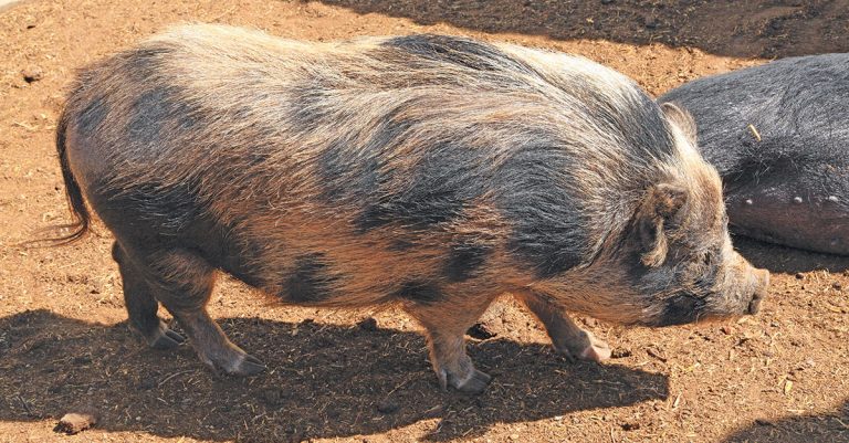 Selecting the right pig breed for your farm