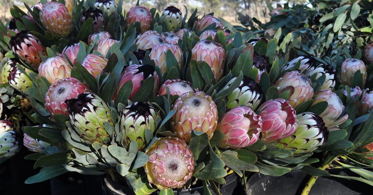 Protea exports set to increase, despite COVID-19 challenges