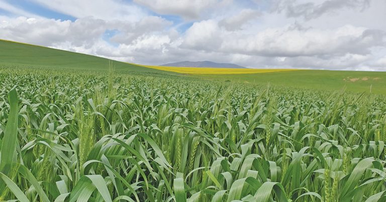 Early predictions all positive for SA’s 2021 wheat harvest