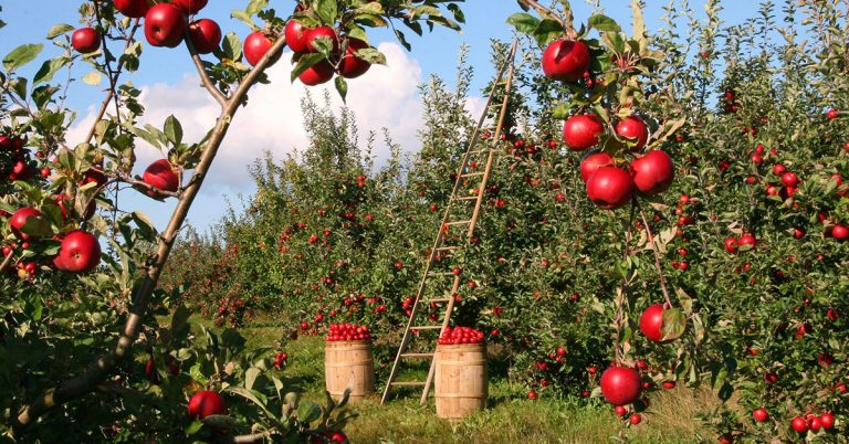 ‘Limited data is stunting organic fruit farming’