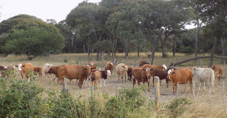 New foot-and-mouth disease strain detected in Namibia
