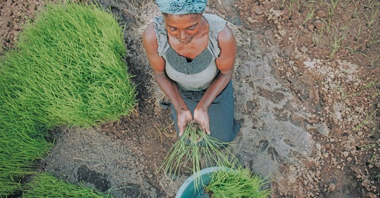 Data: key to empowering Africa’s women farmers